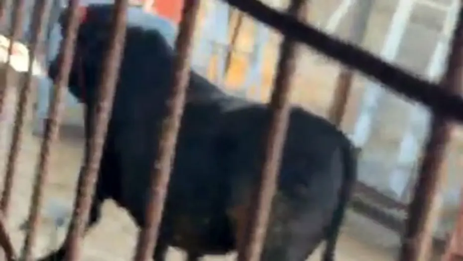 Kaçmaya çalışan kurbanlık dana zor anlar yaşattı