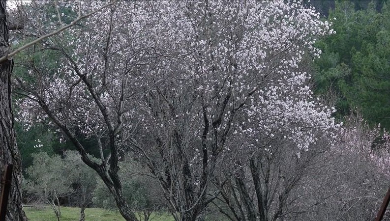 Antalya’da badem ağaçları erken çiçek açtı