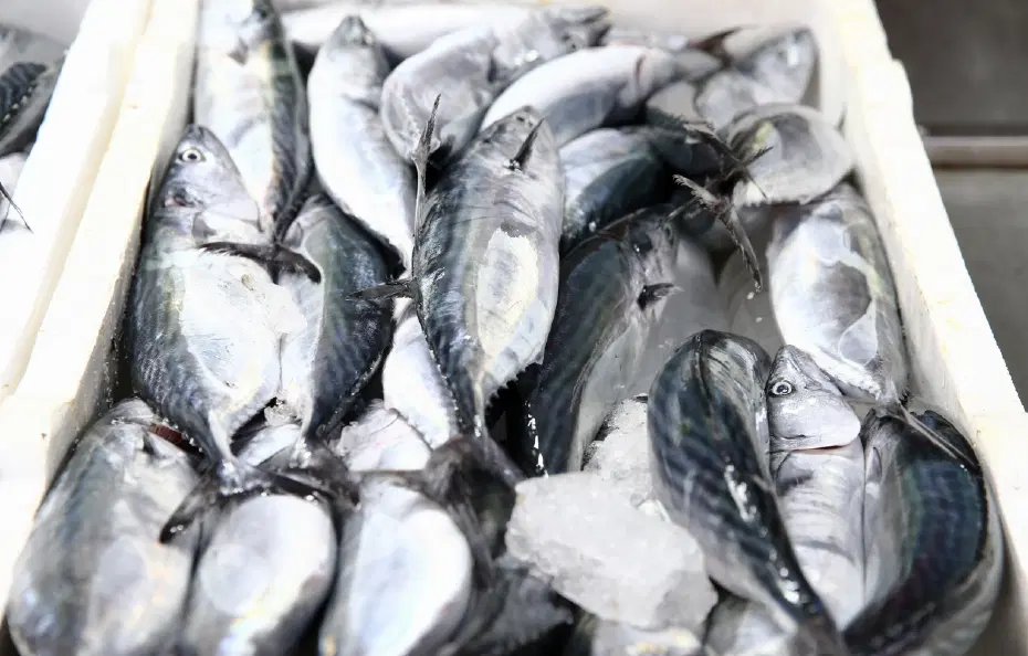 Karadeniz’de palamut bolluğu. Fiyatı 250 liraydı hızla düştü