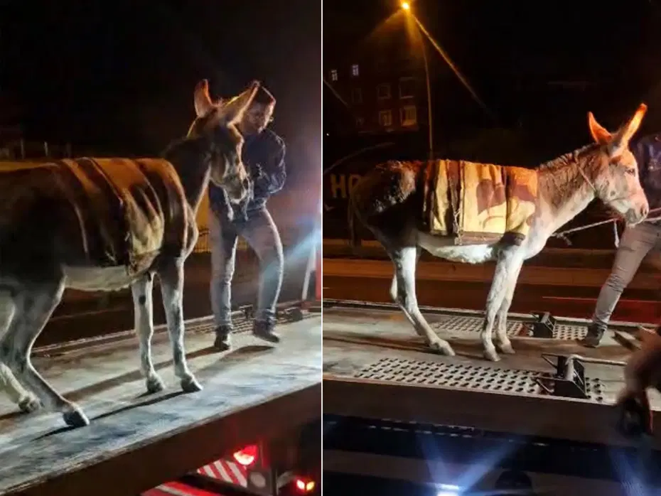 Ankara’da şaşırtan olay. Başıboş eşeği çekiciyle otoparka götürdüler
